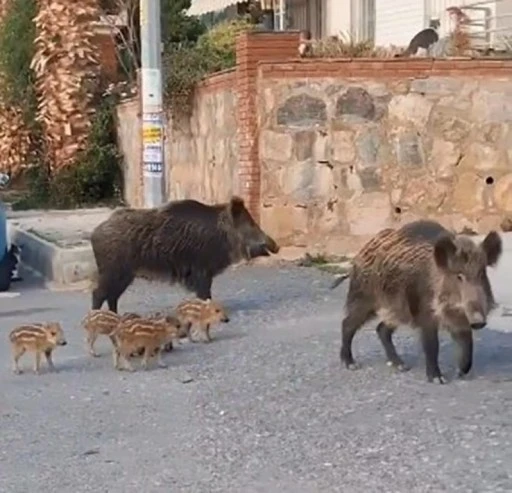 vatandaşı bıktıran domuzlar, şimdi de mezarları tahrip etti